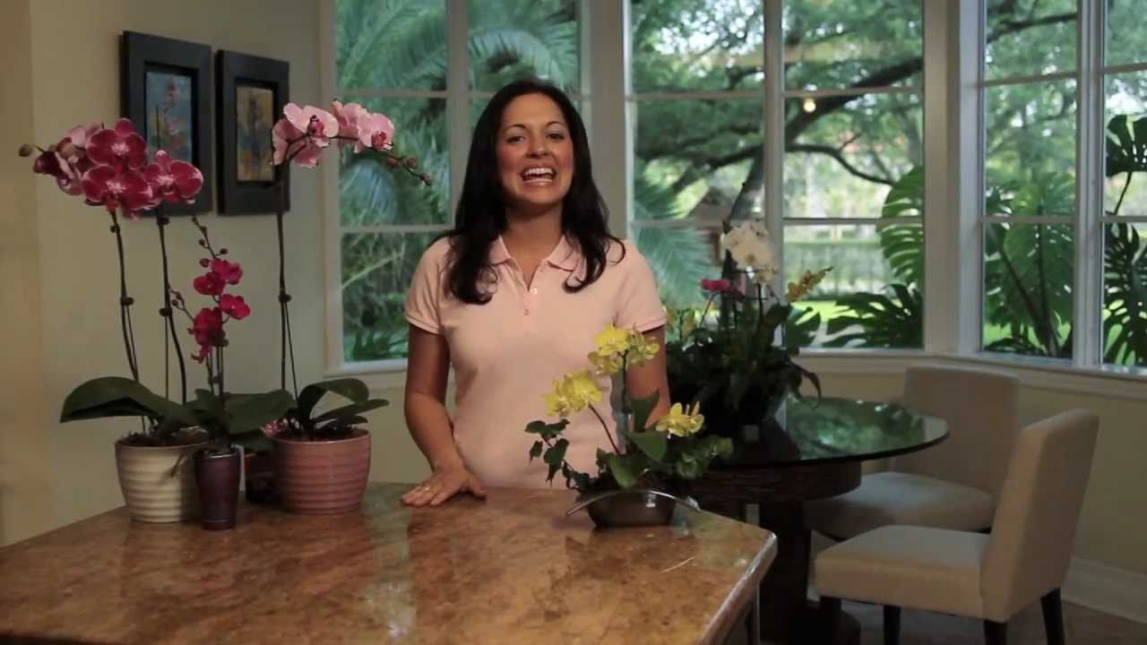 How to Choose and Care for Orchids - Costa Farms