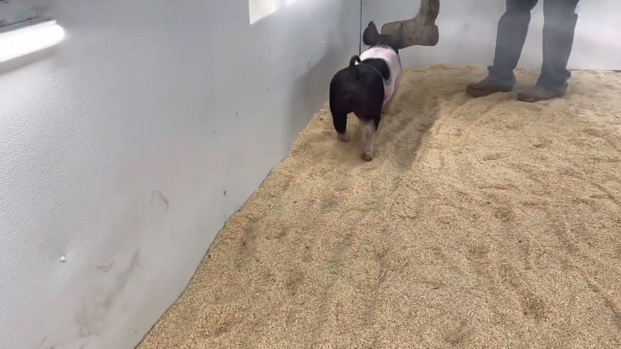 6-12 Boar Backdrop x Banner x Never Before