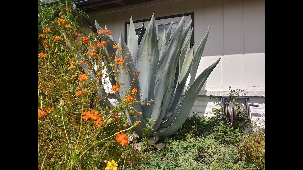 Trim a Blue Agave