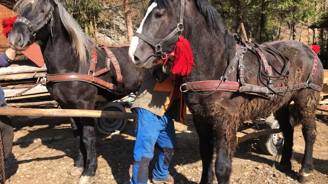 В гостях у Олега @koni_i_rizbiar ,огляд господарства та доставка обновки👍Коні в Україні😎