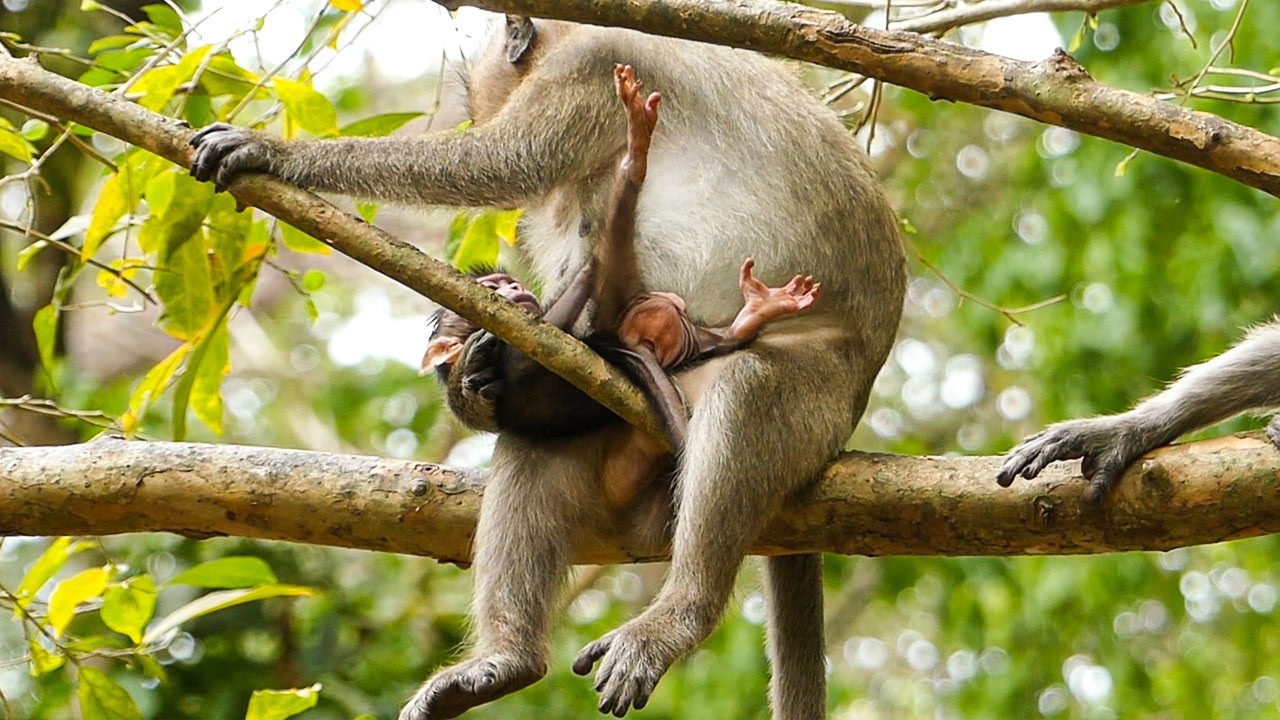 Calm nature vibe | Monkey Amaya brings baby Avery to take a nap on the tree