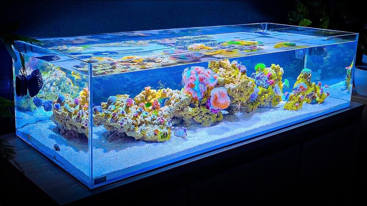Shallow Reef Tank Update and Coral and Fish Unboxing (Month One)