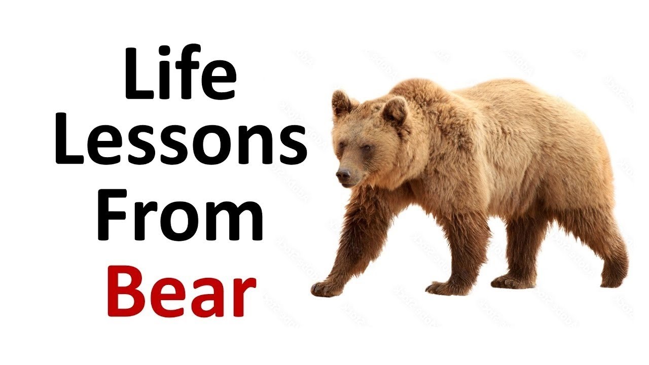 What does a bear tell you? Life lesson from bear | Wisdom of bear | Lead International