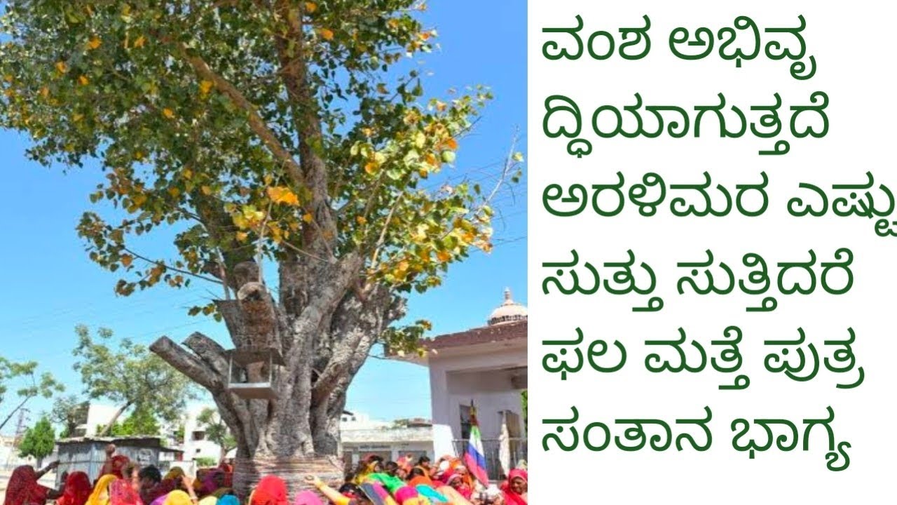 ಪುತ್ರ ಸಂತಾನ ವಂಶ ಅಭಿವೃದ್ಧಿ ಸಕಲ ಸೌಭಾಗ್ಯ ದೊರೆಯುತ್ತದೆ ಈ ಅರಳಿ ಮರ ಎಷ್ಟು ಸುತ್ತು ಸುತ್ತುವುದರಿಂದ
