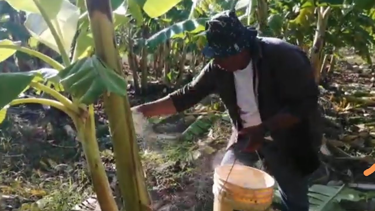 LA CAL EN EL CULTIVO DE PLÁTANO