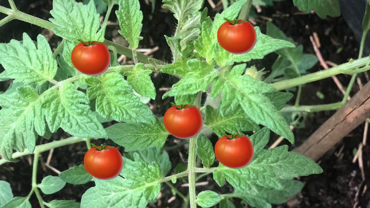 coltivare pomodori in vaso sul balcone 🍅🍅🍅