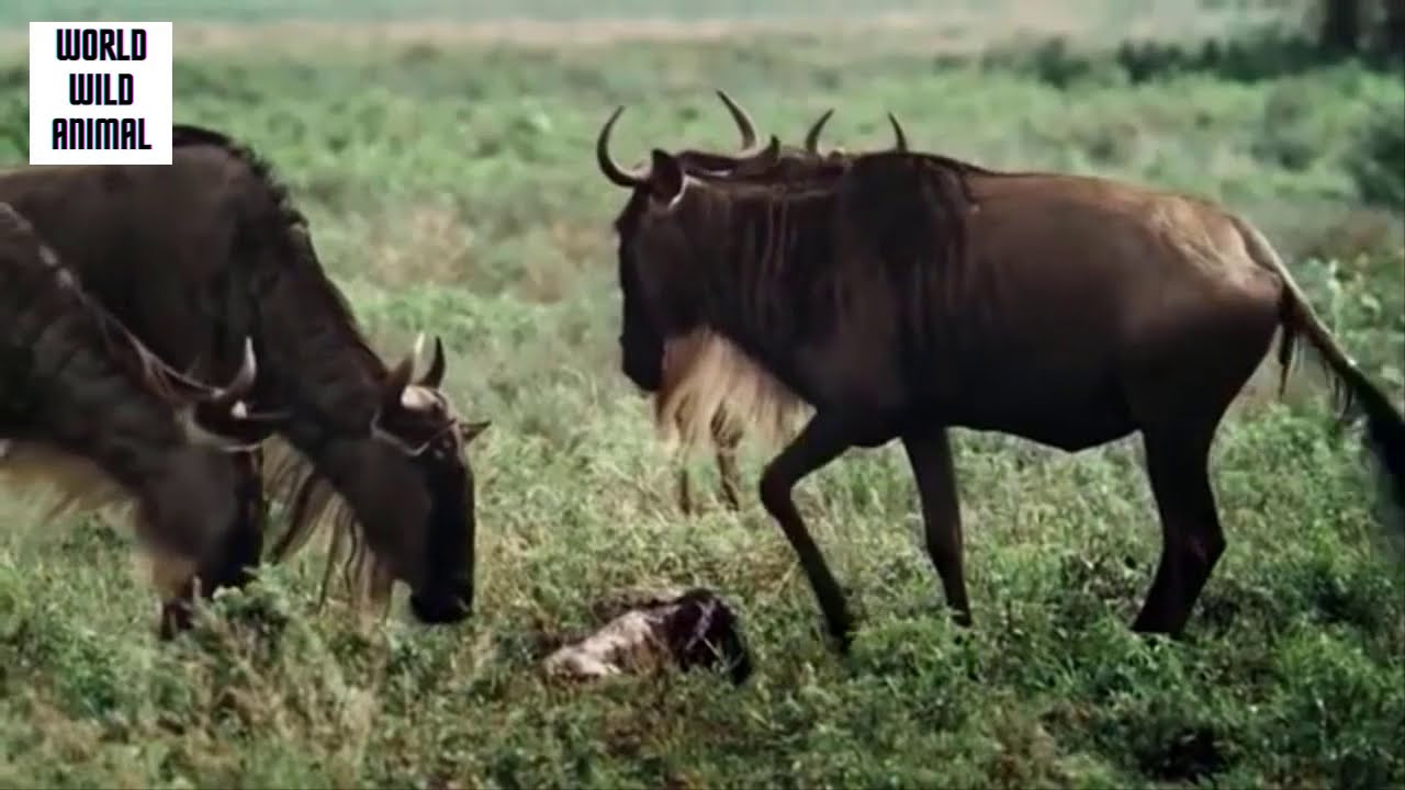 Lions vs Wildebeest vs Wild Dogs | Wildebeest Save Baby From Lion | World Wild Animal
