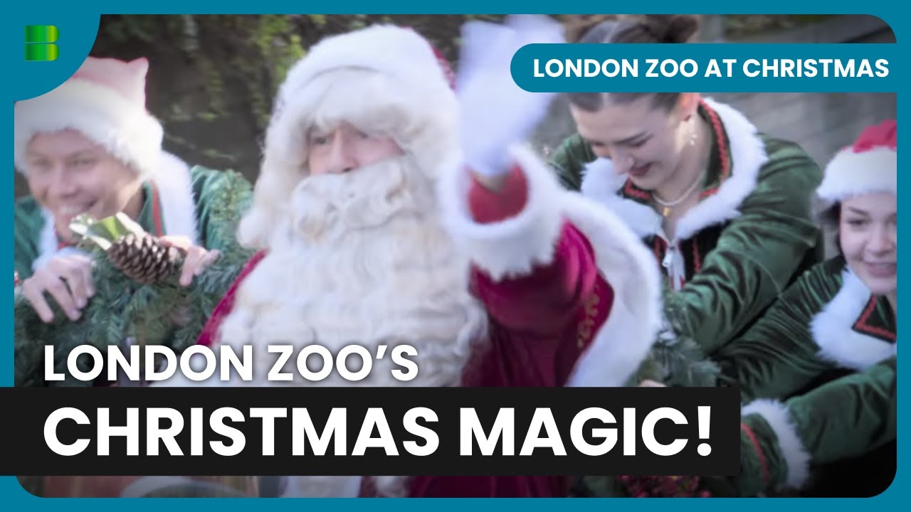 How Zoo Animals Celebrate Christmas 🎄 - London Zoo at Christmas - Christmas Special