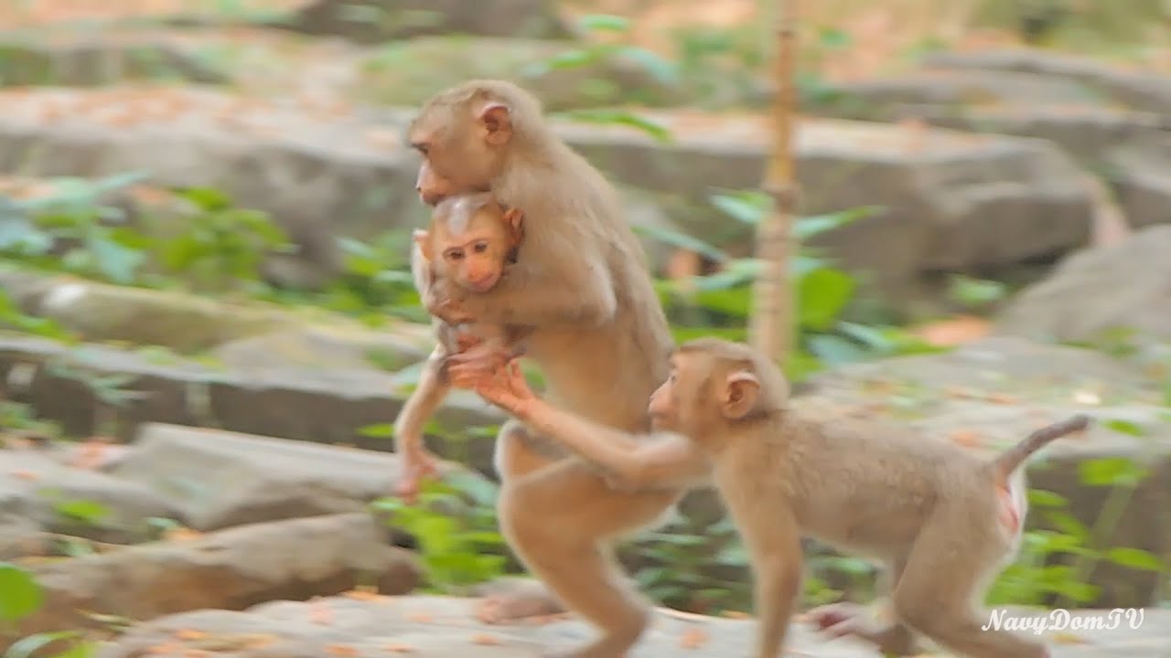 Unbelievable: Nicole is the first one that take Royston to  the top of the tree from Kunthear