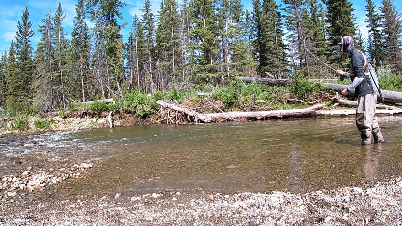 Exactly what the doctor ordered..... [dry fly fishing a small Alberta creek]