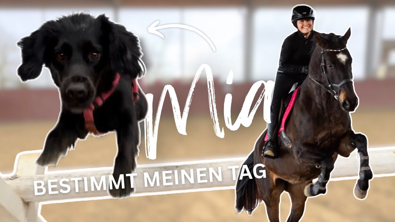 Ohne Sattel Springen und Emma im Matsch 🤯🫣 Mein Hund entscheidet! 🐶