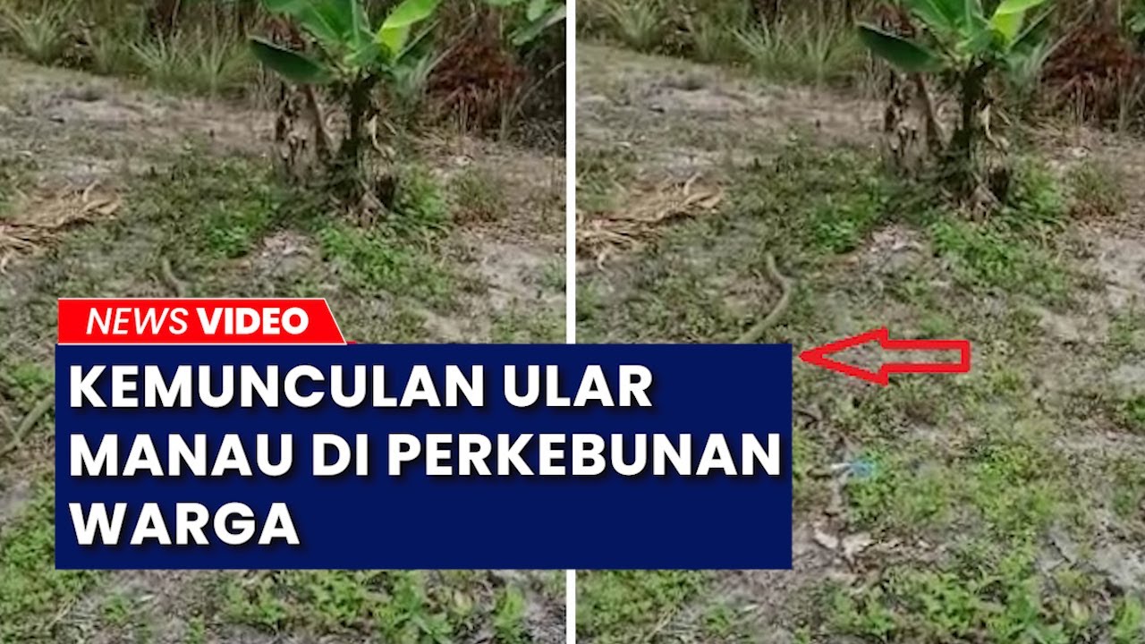 Detik-detik Kemunculan Ular Manau di Perkebunan Warga Belitung