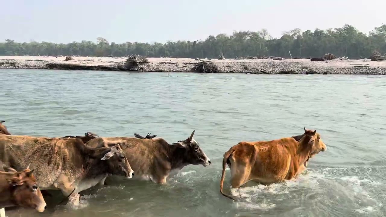 गाइ हरुलाइ चाराउना आस्सामको जङगल तिर लगिदै
