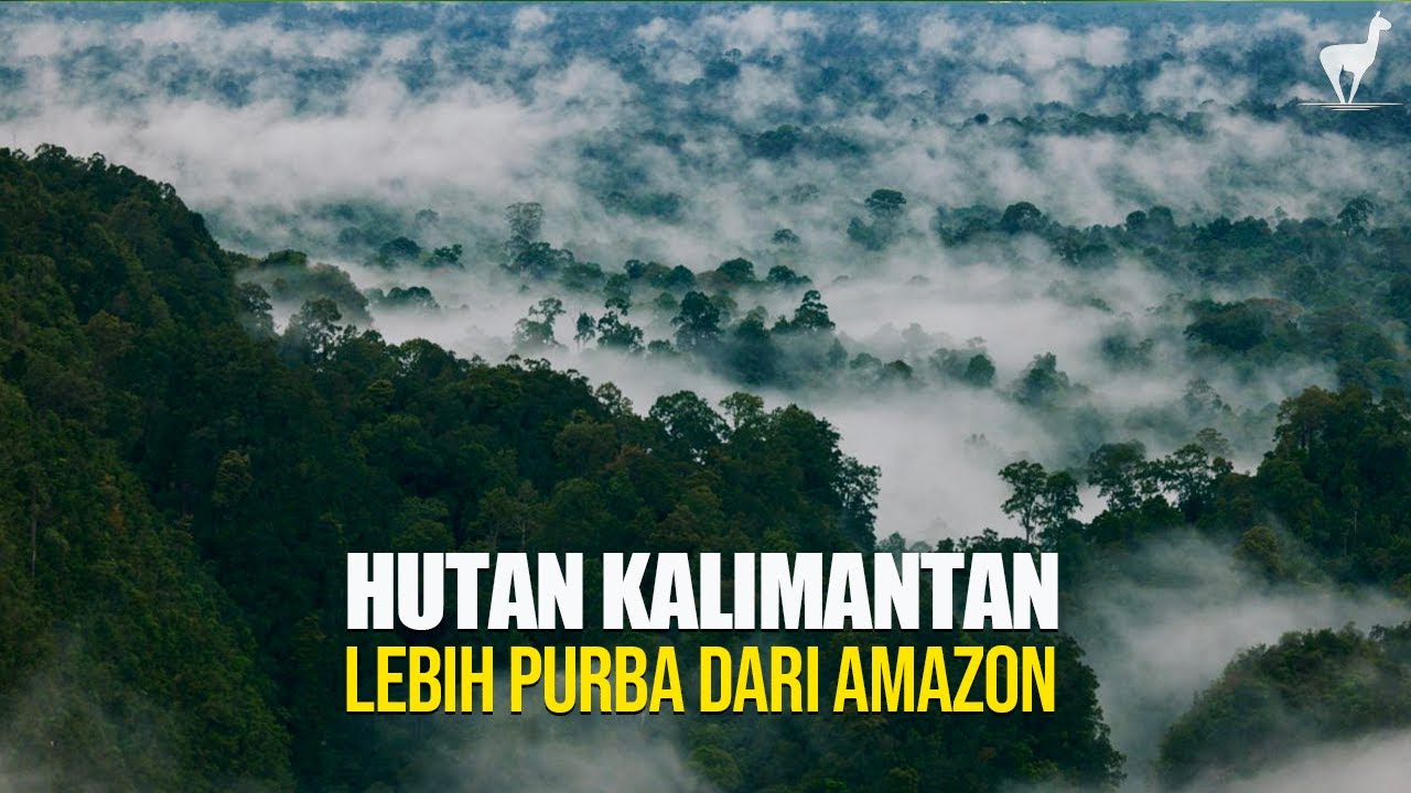 Hutan Kalimantan: Surga Terakhir Asia yang Lebih Tua dari Hutan Amazon