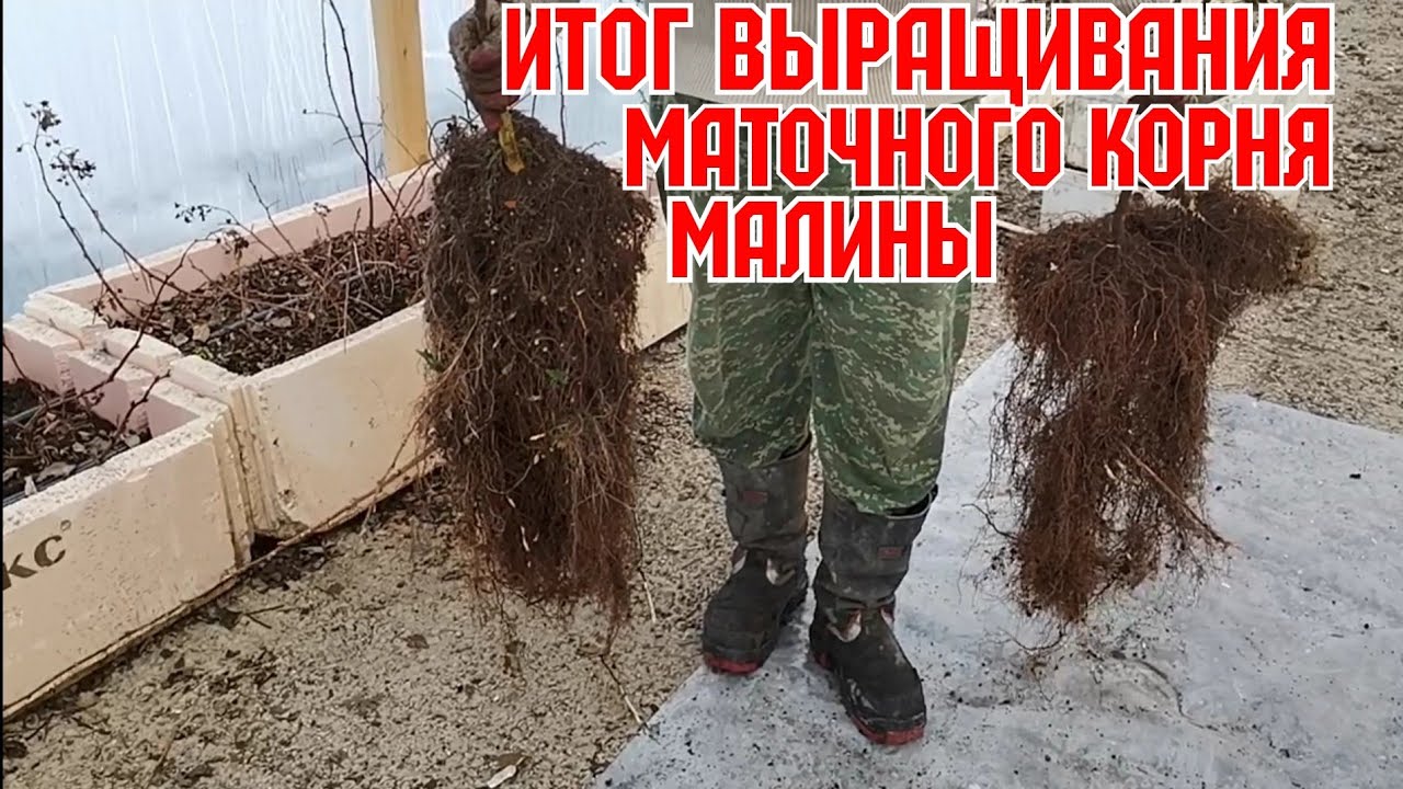 Итог выращивания маточного корня малины!