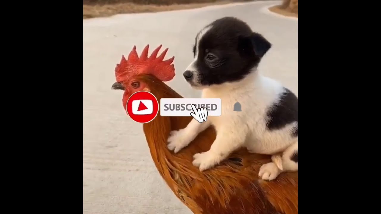 Top 10 best Cute puppy and duck and Chicken compilations | Puppy riding chicken compilation |
