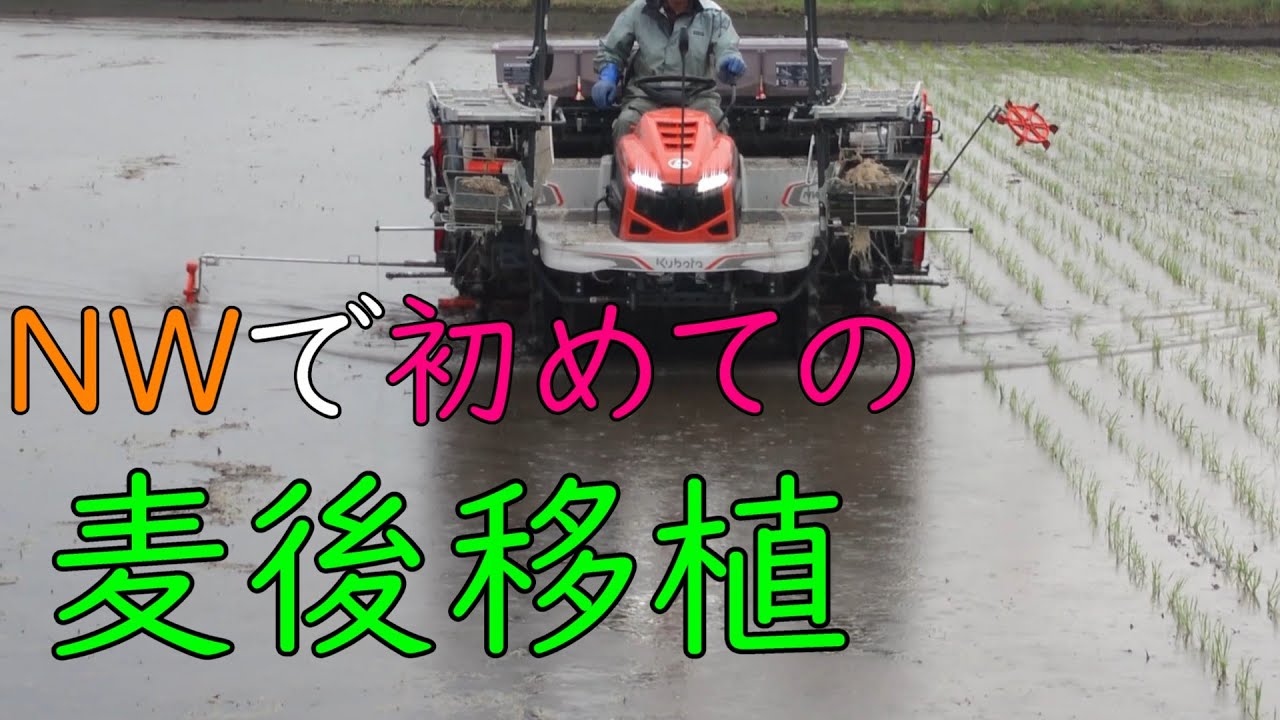 【2025】令和七年度、麦後の田植え。＜NW80S＞〈二毛作〉