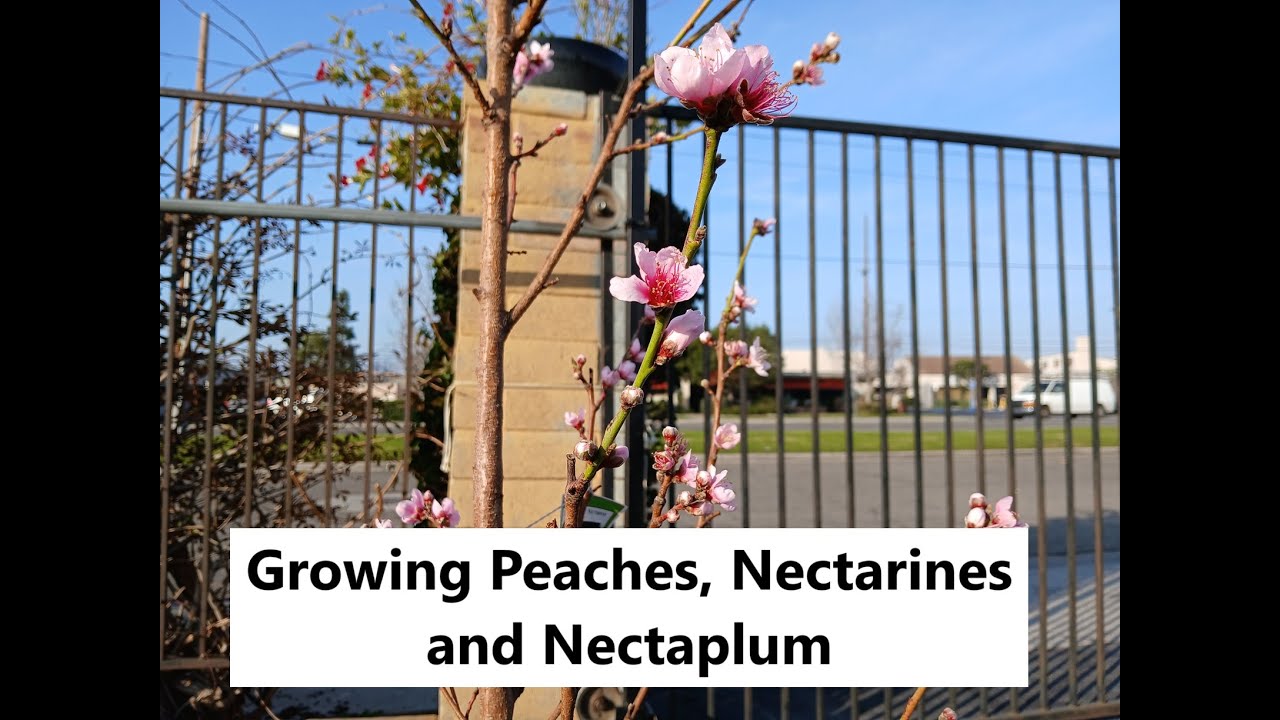 Growing Peaches, Nectarines and Nectaplum