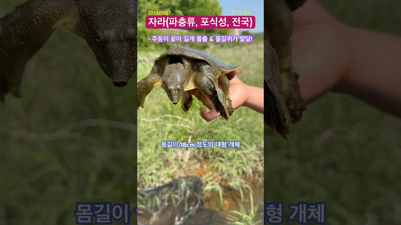 [GG-A597]🐢#파충류 #자라 #옷가게❌ #주변생물 #거북목 #민물 #생물관찰 #생물다양성 #생태전환교육 #biodiversity #솥뚜껑 #생태감수성 #鼈
