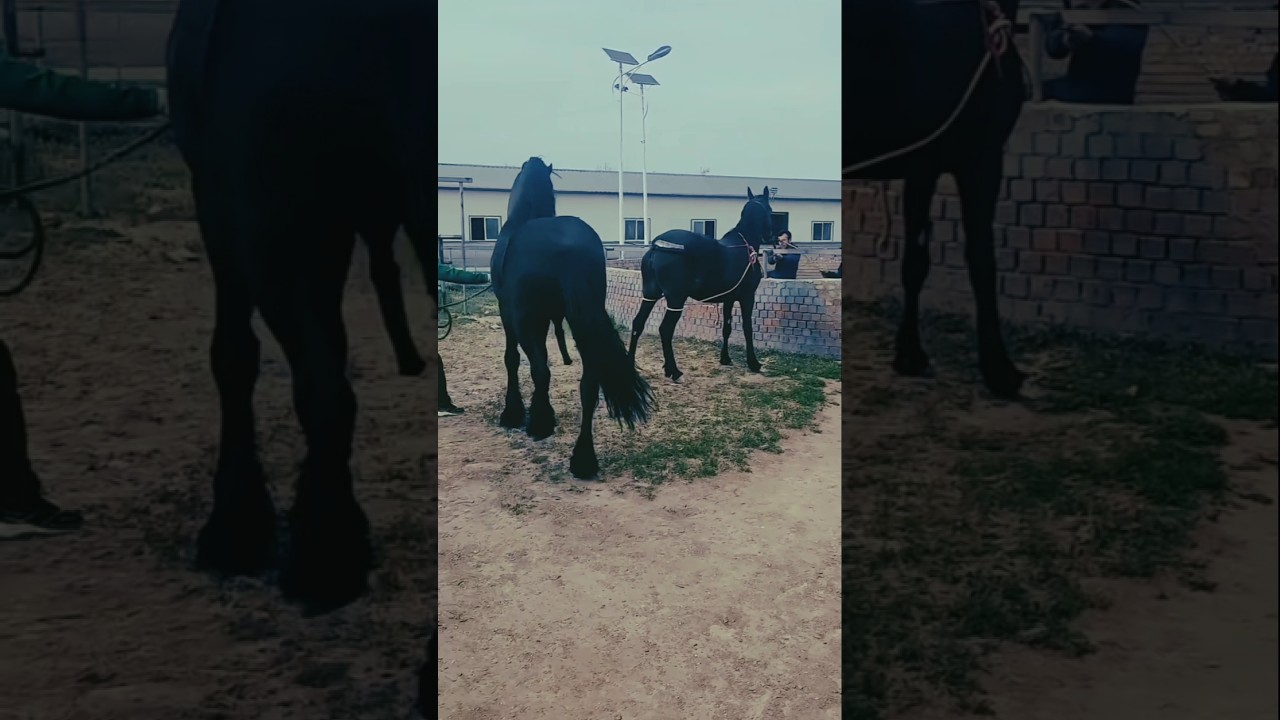 Horse breeding | horse breeds | horse mating process | horse educational shorts