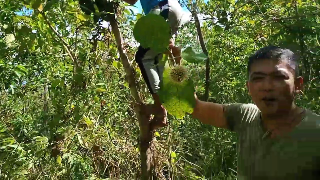 Dios Ama Ang Pagkuha ng Bunga Ng Sinukuang Kahoy pati sanga at dahun nito