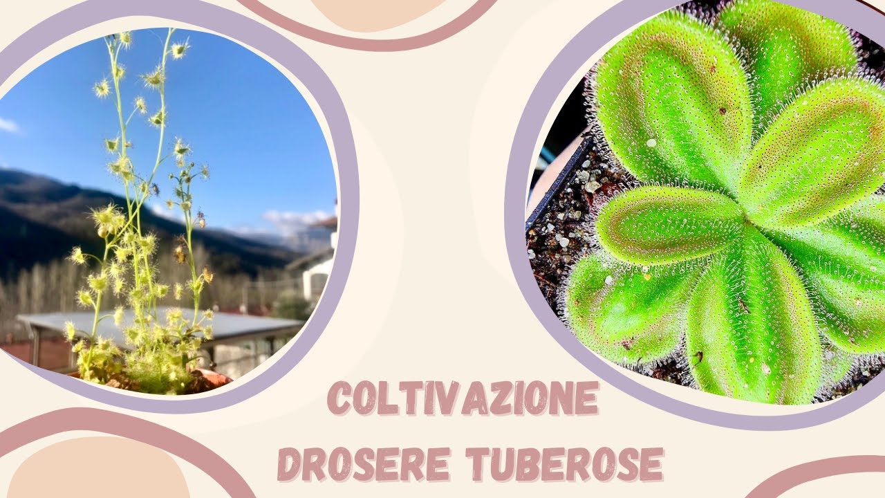 Cura e gestione Drosere tuberose