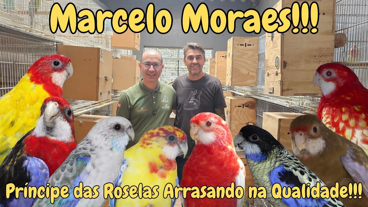 MARCELO MORAES 0 PRÍNCIPE DAS ROSELAS!!!