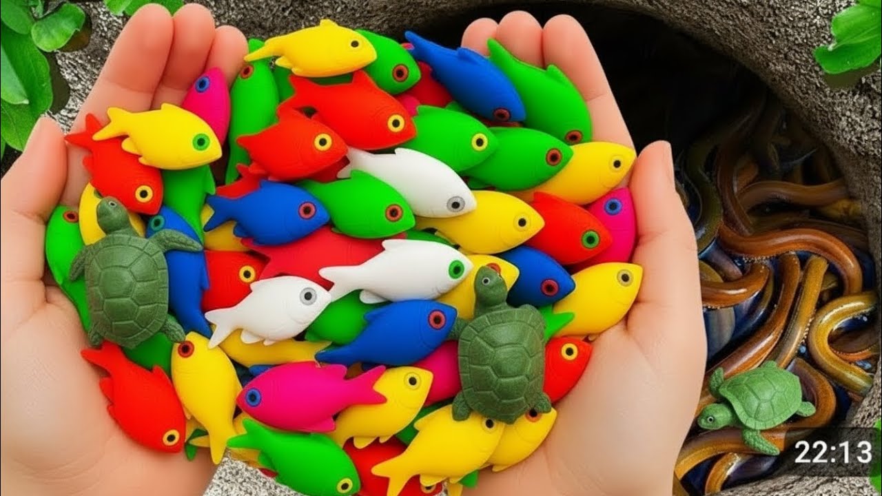 Amazing Catch Fish beautiful 🐠 In aquarium Inside House 