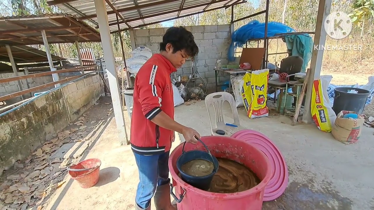 หมูดำ หมูป่า กินอาหารผสมจุลินทรีย์ สุขภาพดี มูลไม่เหม็น#บ้านทับตะวัน