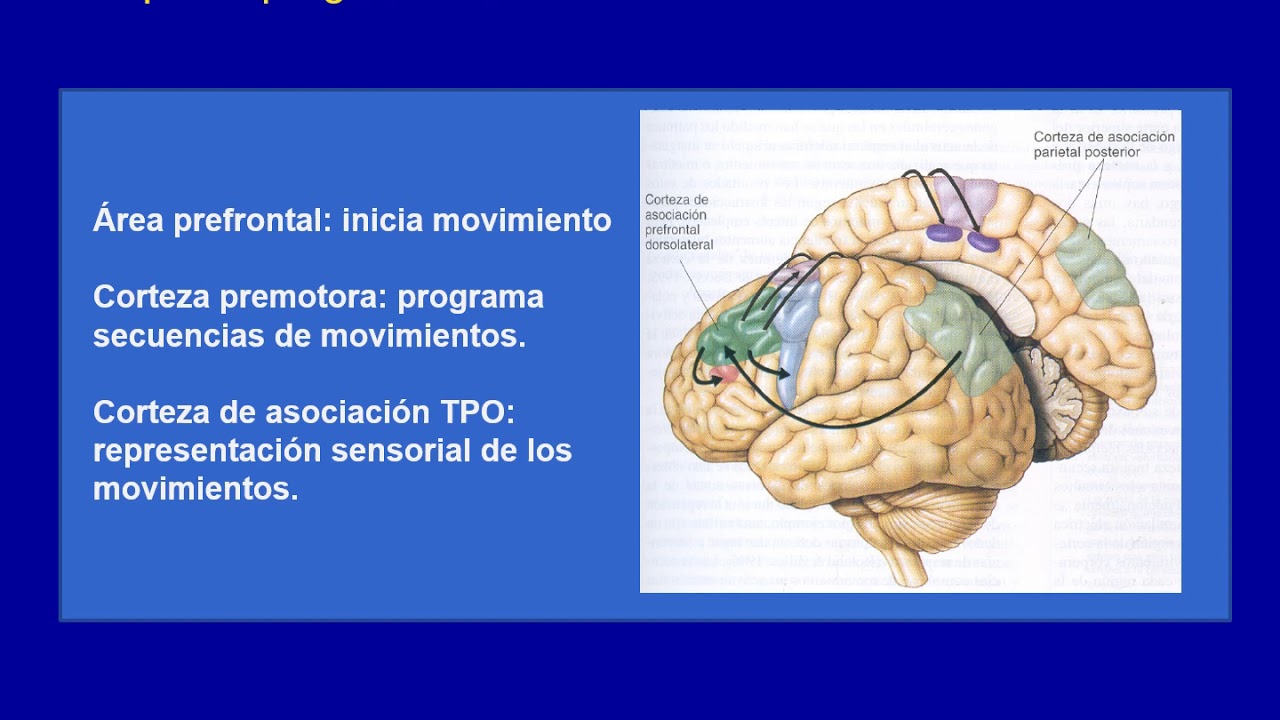 Clase de Neuropsicologia: las apraxias