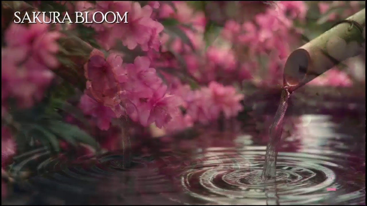 🔴 日本の静寂 – 桜ブルーム 癒しのアンビエントサウンドとキャンドルの光