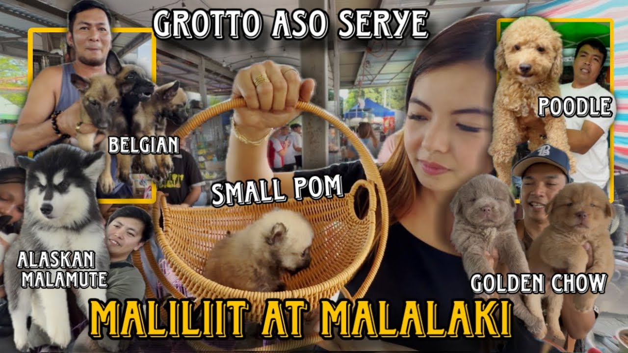 ANDITO NA PABORITO MONG DOG BREED SA GROTTO PET MARKET/MARCH 1,2026 /GROTTO ASO SERYE/ cute pets/ 