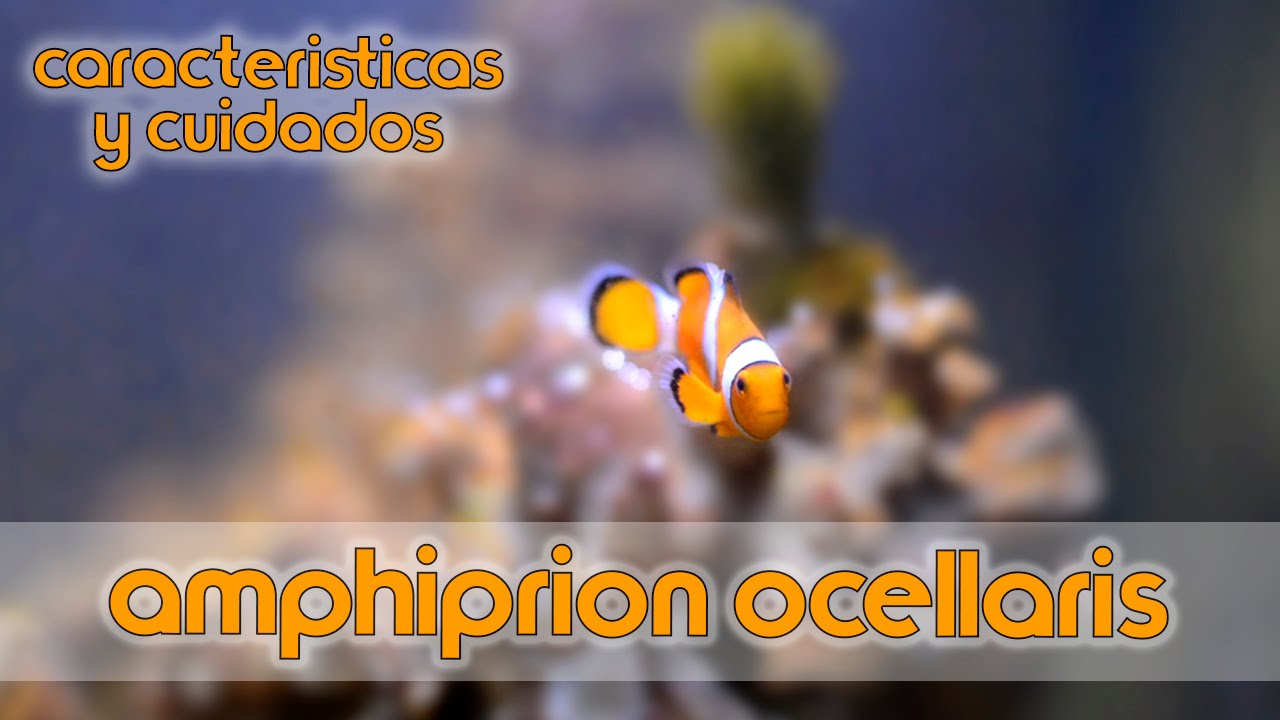 Amphiprion ocellaris (Pez Payaso) |&nbsp;Caracter&iacute;sticas y cuidados