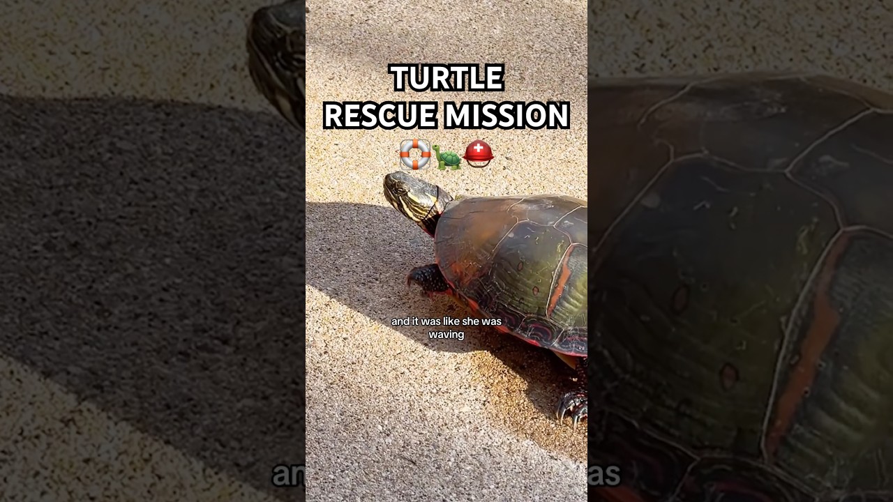 HOW COULD A HUMAN BEING CUT OFF A TURTLE&rsquo;S LEGS?!😡😡😡