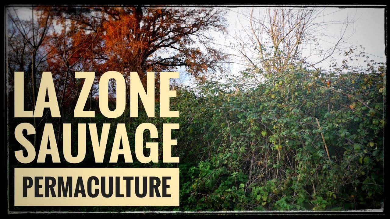 Avenir Permaculture - La zone sauvage