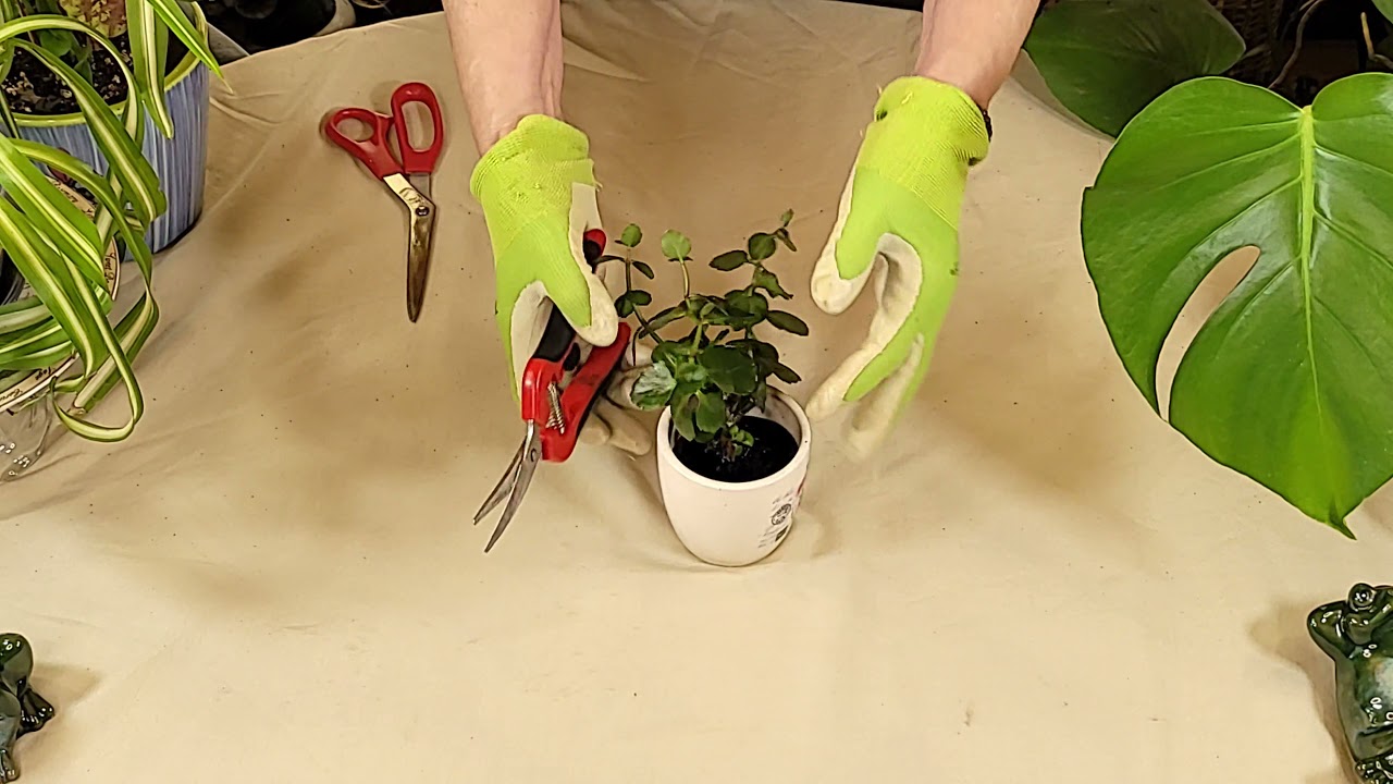 How to Prune Kalanchoe