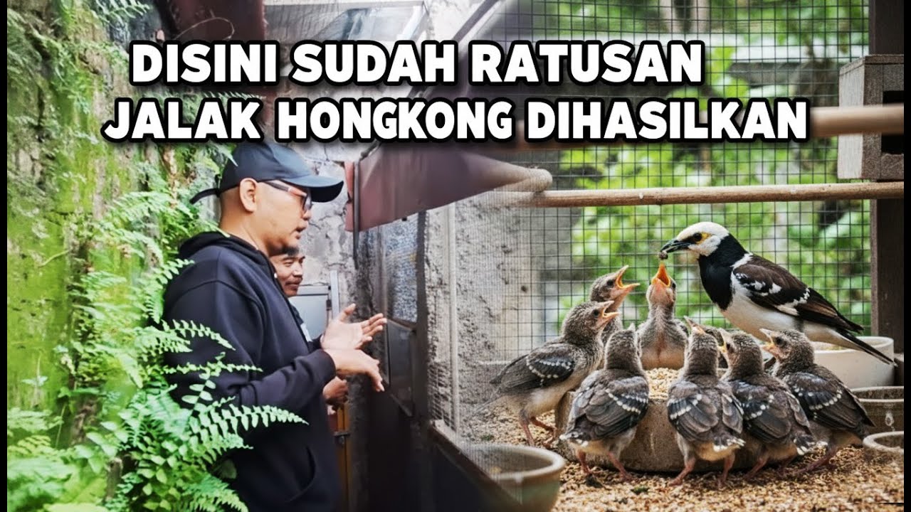 PROSPEK KEREN TERNAK BURUNG JALAK HONGKONG, HASILNYA GAK PERNAH BOHONG, SEMUA BISA SUKSES SEKARANG