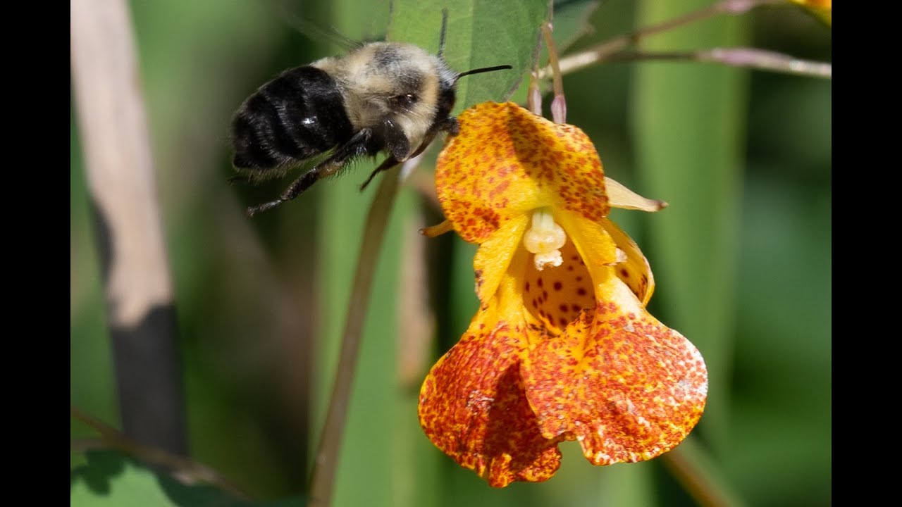Summer Buzz
