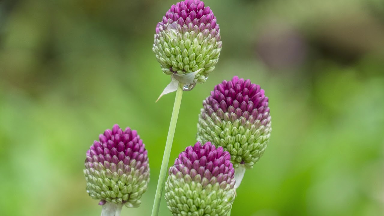 Join us on a Virtual Tour of Darts Hill Garden