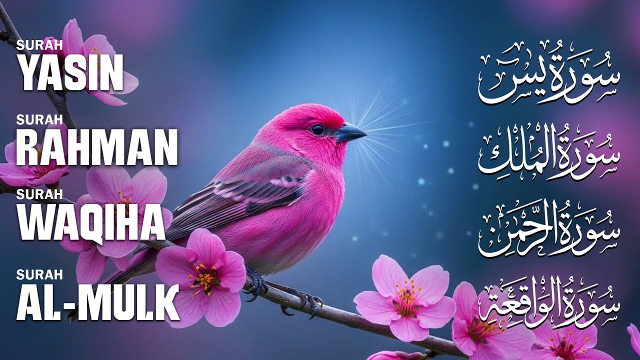 The Best Recitation Surah Yaseen Yasin Surah Rahman Surah Waqiah Surah Mulk| All Recitation