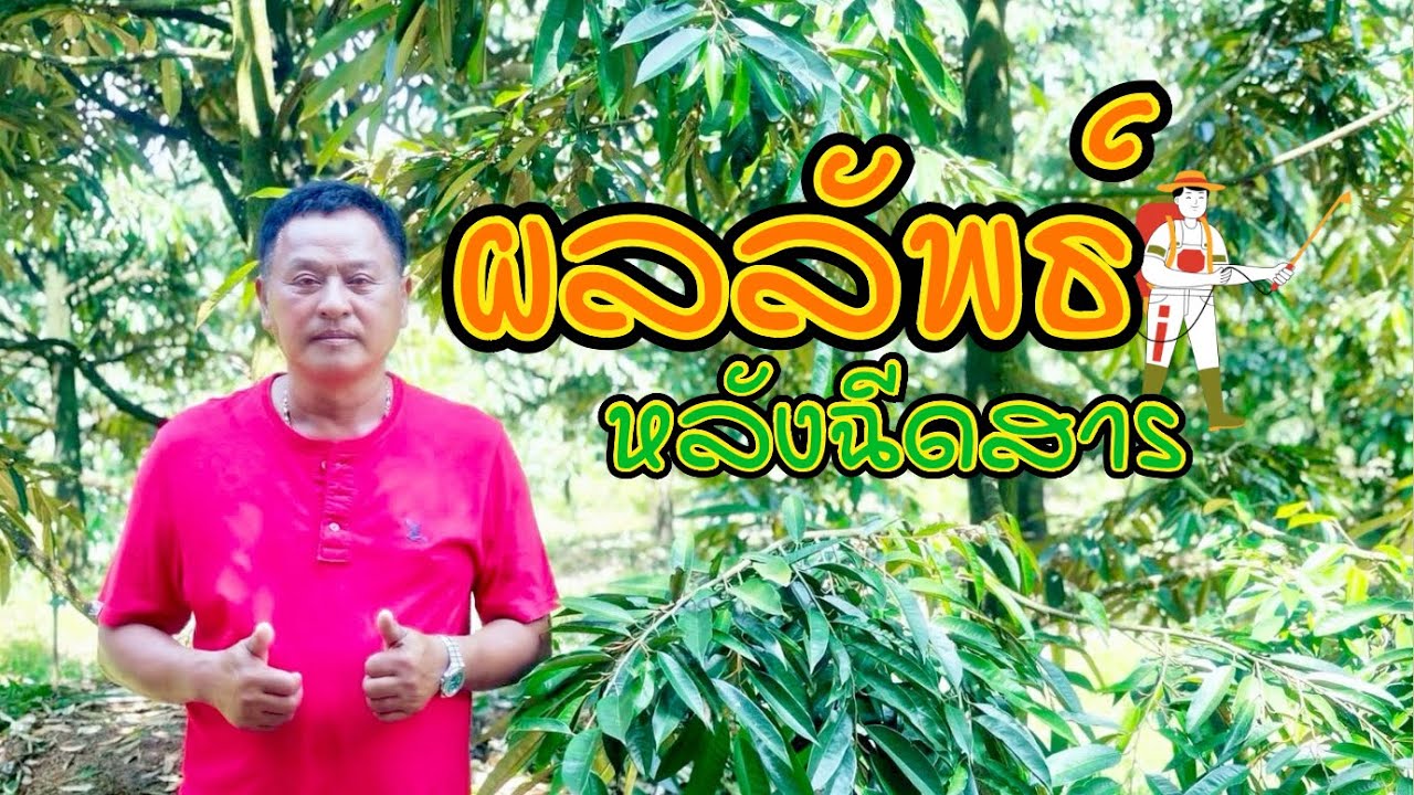 📌หลังจากการ“ฉีดสารทุเรียนทำอย่างไร❓จะให้ทุเรียนออกดอก🌸🌸🌸👉และเห็นผล‼️อย่างชัดเจน 100%.....