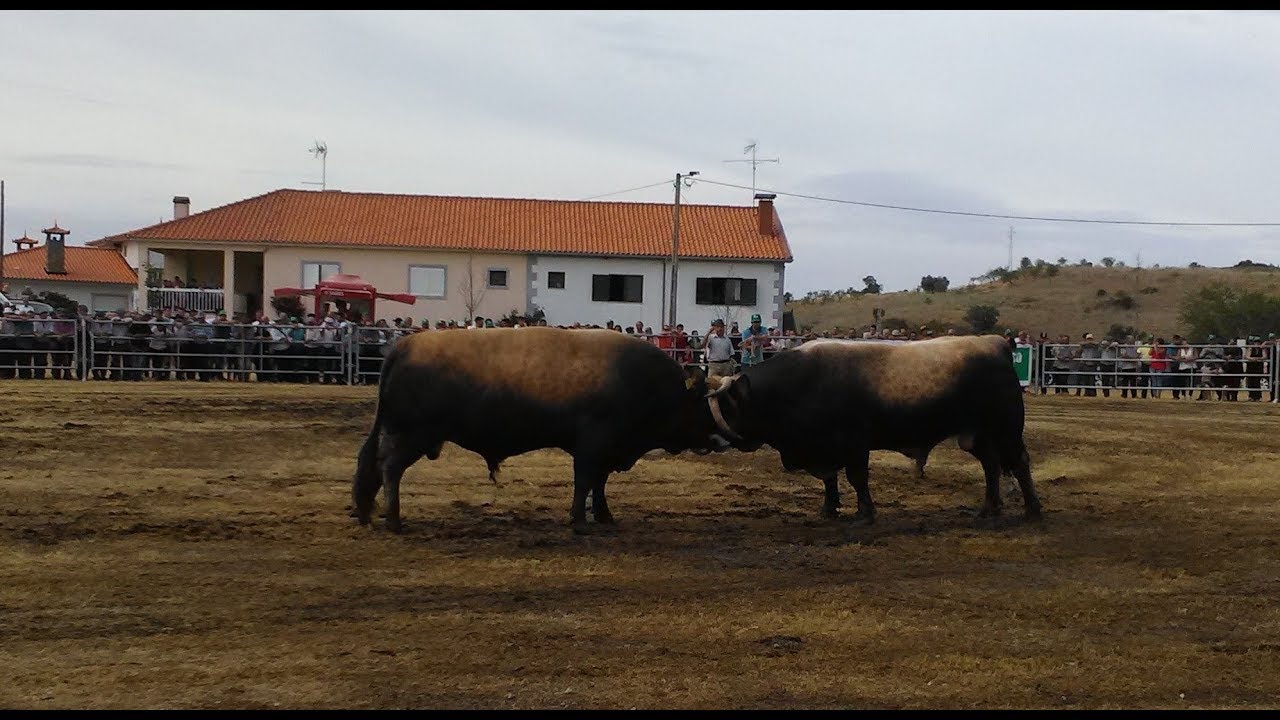 Lutas de Touros (ALGOSO) Vimioso 2017 (1 de 3)
