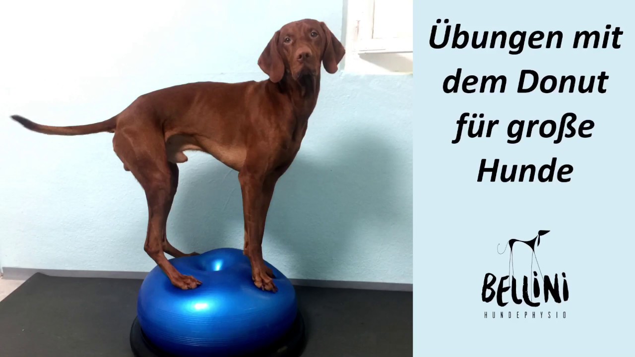 Bellini Hundephysio: Übungen mit dem Donut (für große Hunde)