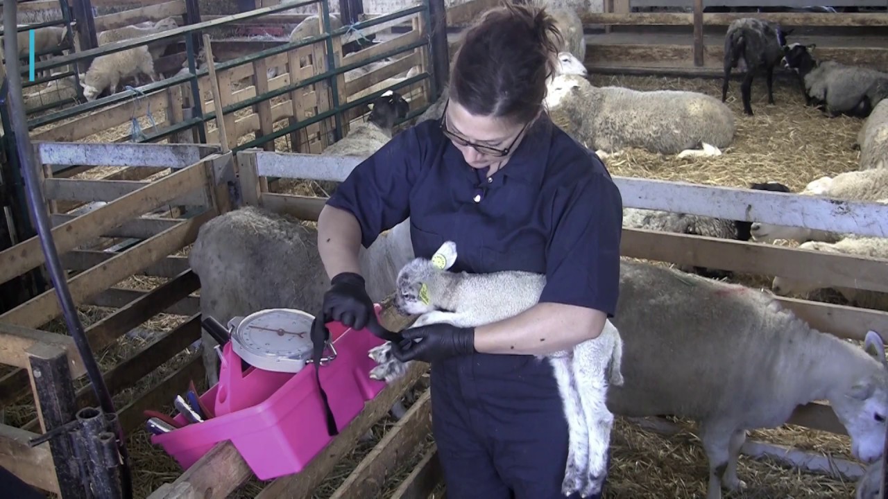 Injection de dextrose à un agneau en hypothermie