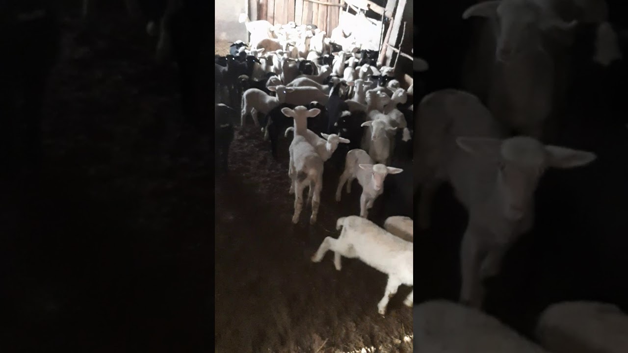 Vetem per Merak kush i ka qef Dhen dhe Qingja