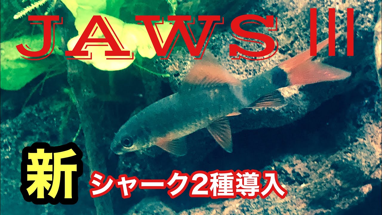 【アクアリウム】レインボーシャークに続いて新たな生体導入