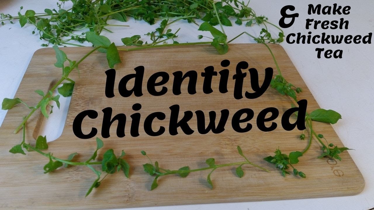 How to Identify Chickweed | How to Make Fresh Chickweed Tea | Foraging | Wildcrafting