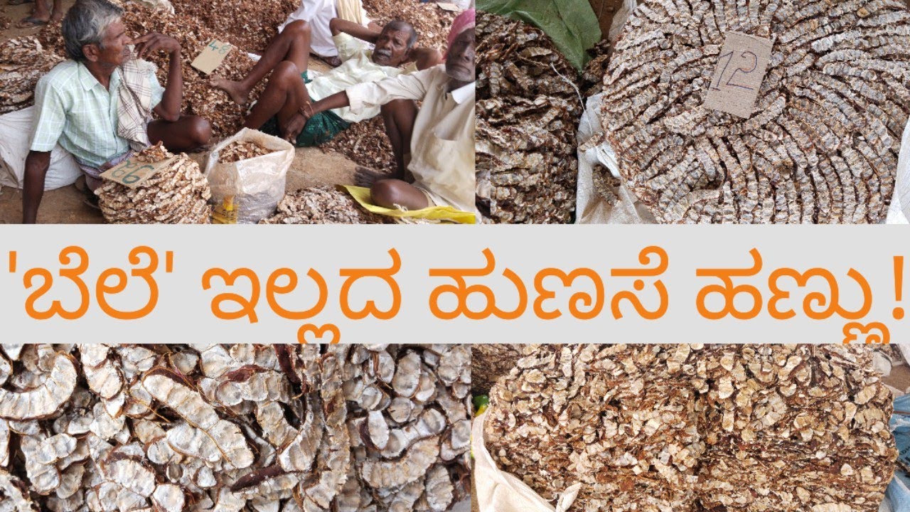 'ಬೆಲೆ'ಇಲ್ಲದ ಹುಣಸೆ ಹಣ್ಣು/Tamarind price issue/how much a quintal of Tamarind fruit coasts