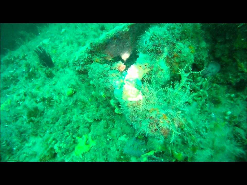 Dive #3 Fernandina Beach, FL / St. Marys, GA (7/7/12)