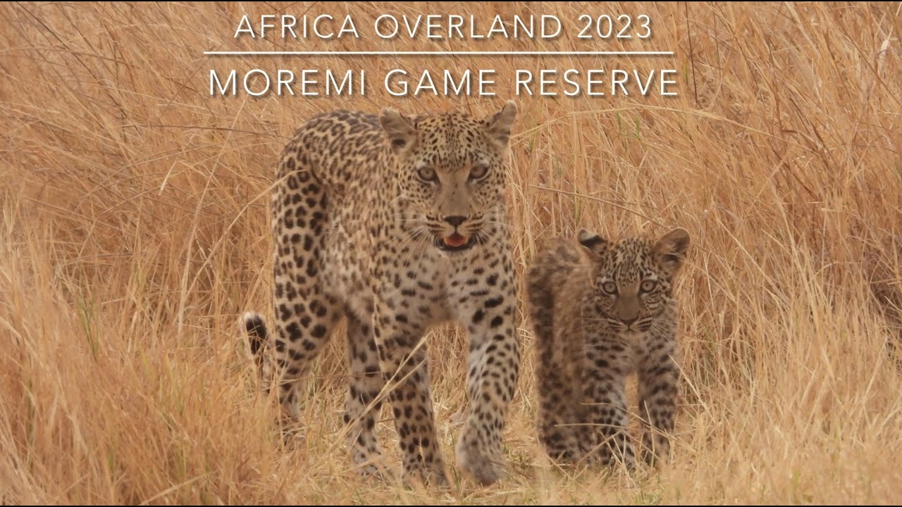 2023 - Moremi Game Reserve, Botswana -  5 - 14 October 2023
